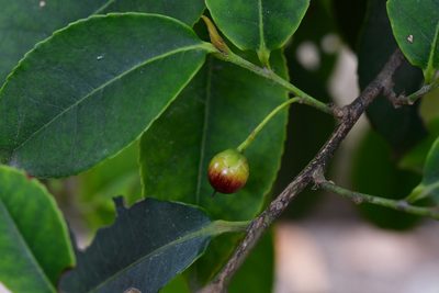 Cleyera theoides, photographed by Neptalí Ramírez Marcial