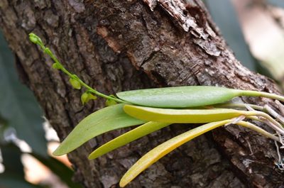 Pleurothallis quadrifida, photographed by Neptalí Ramírez Marcial