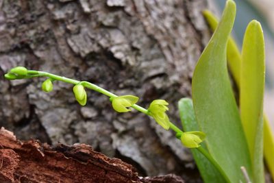 Pleurothallis quadrifida, photographed by Neptalí Ramírez Marcial