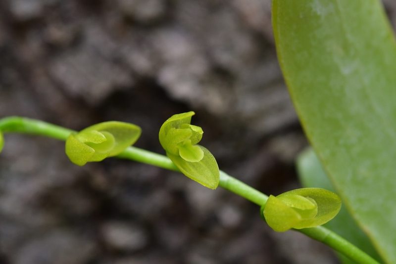 Pleurothallis quadrifida, photographed by Neptalí Ramírez Marcial