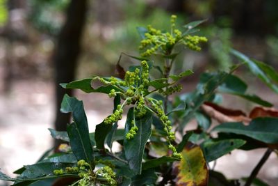 Quercus sebifera, photographed by Neptalí Ramírez Marcial