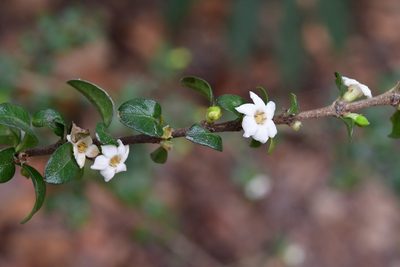 Randia chiapensis, photographed by Neptalí Ramírez Marcial
