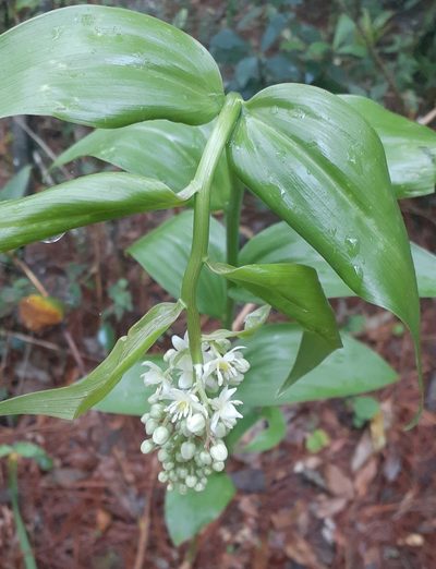 Maianthemum paniculatum, photographed by Sobeida Morales
