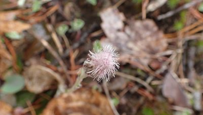 Antennaria solitaria, photographed by John Abrams