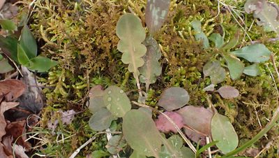 Krigia biflora, photographed by John Abrams