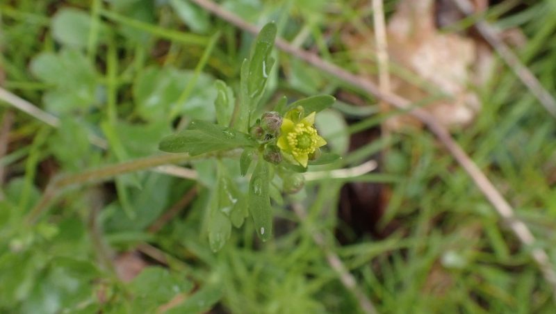 Ranunculus micranthus, photographed by John Abrams