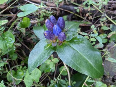Gentiana clausa, photographed by Laura J. Costello