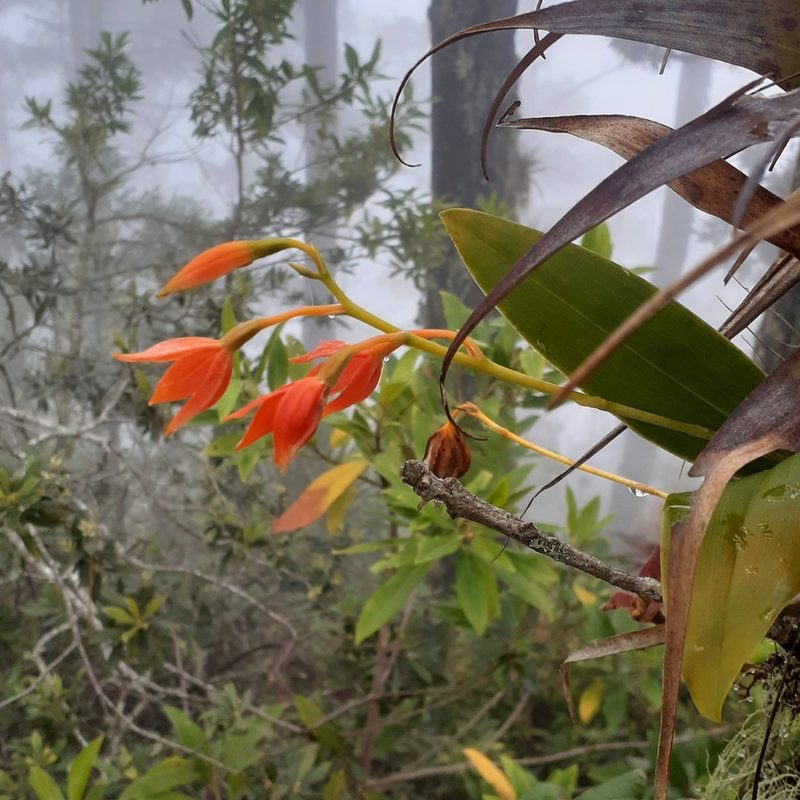 Prosthechea vitellina, photographed by Sobeida Morales