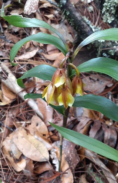 Epidendrum eximium, photographed by Sobeida Morales