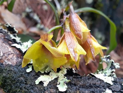 Epidendrum eximium, photographed by Sobeida Morales
