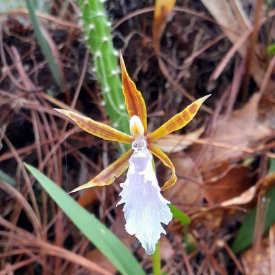 Rhynchostele stellata, photographed by Sobeida Morales