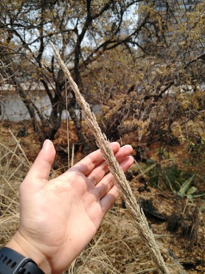 Muhlenbergia robusta, photographed by Jordi Martínez Martínez