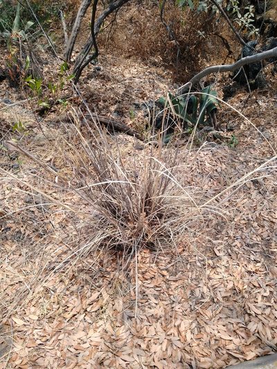 Muhlenbergia robusta, photographed by Jordi Martínez Martínez
