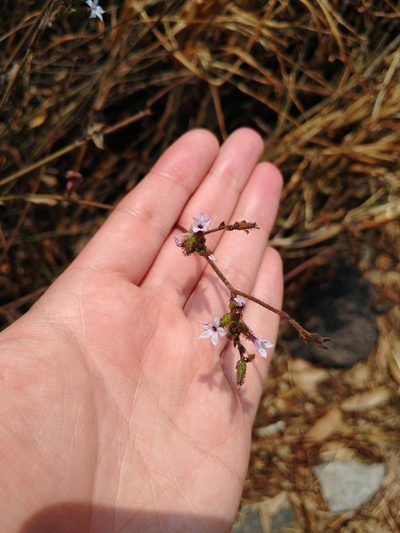 Plumbago pulchella, photographed by Jordi Martínez Martínez