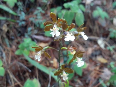 Prosthechea varicosa, photographed by Sobeida Morales