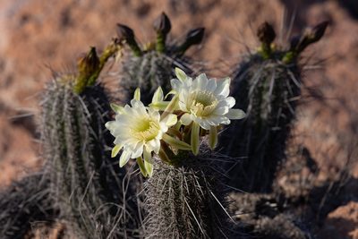Haageocereus platinospinus, photographed by Thibaud Aronson