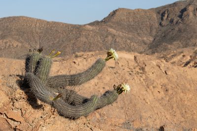 Haageocereus platinospinus, photographed by Thibaud Aronson