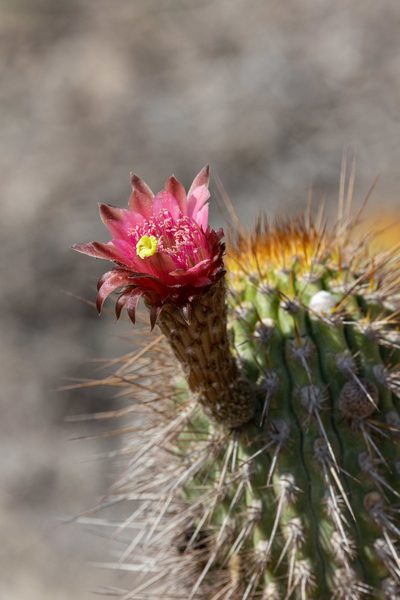 Weberbauerocereus weberbaueri, photographed by Thibaud Aronson