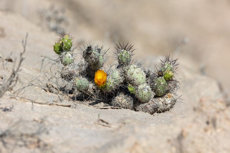 Cumulopuntia leucophaea, photographed by Thibaud Aronson