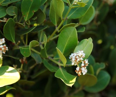 Olea capensis, photographed by Tony Rebelo