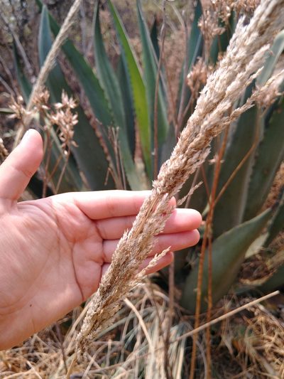 Muhlenbergia robusta, photographed by Jordi Martínez Martínez