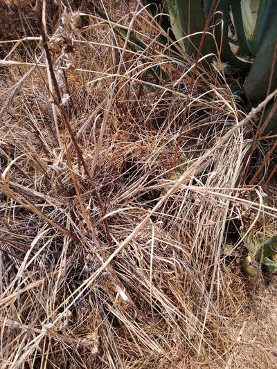 Muhlenbergia robusta, photographed by Jordi Martínez Martínez