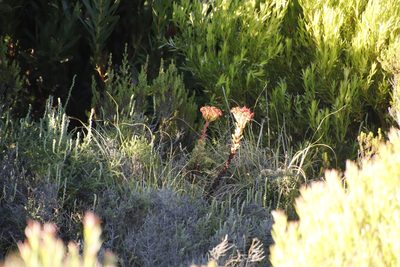 Crassula coccinea, photographed by Tony Rebelo