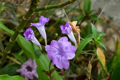 Ruellia breedlovei, photographed by Neptalí Ramírez Marcial