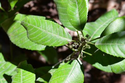 Cleidion castaneifolium, photographed by Neptalí Ramírez Marcial