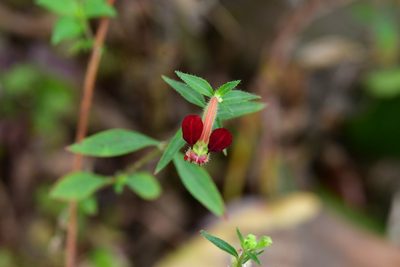 Cuphea hookeriana, photographed by Neptalí Ramírez Marcial