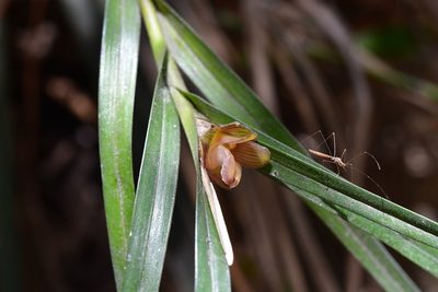 Nemaconia striata, photographed by Neptalí Ramírez Marcial