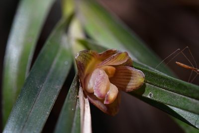 Nemaconia striata, photographed by Neptalí Ramírez Marcial