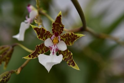 Oncidium leucochilum, photographed by Neptalí Ramírez Marcial