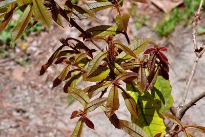 Quercus insignis, photographed by Neptalí Ramírez Marcial