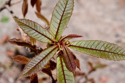 Quercus insignis, photographed by Neptalí Ramírez Marcial
