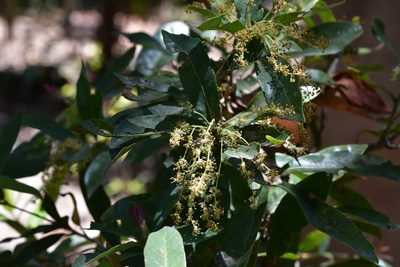 Quercus sebifera, photographed by Neptalí Ramírez Marcial