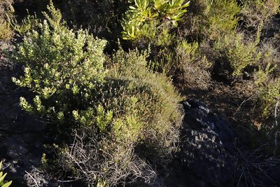 Stoebe capitata, photographed by Tony Rebelo