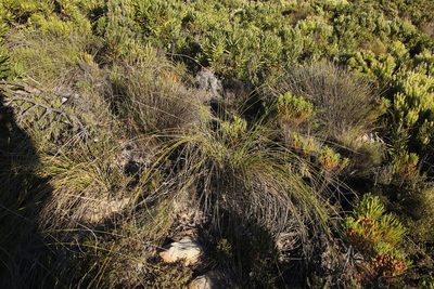 Bobartia indica, photographed by Tony Rebelo