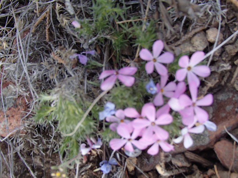 Phlox douglasii, photographed by Tom Wainwright