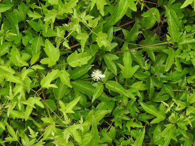 Clematis campestris, photographed by Eduardo Luis Beltrocco