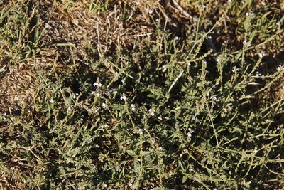 Verbena officinalis, photographed by Tony Rebelo