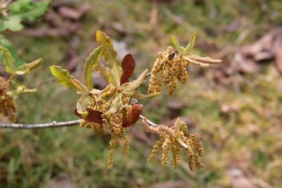 Quercus sebifera, photographed by Neptalí Ramírez Marcial