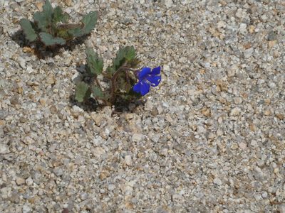 Phacelia campanularia, photographed by datadan