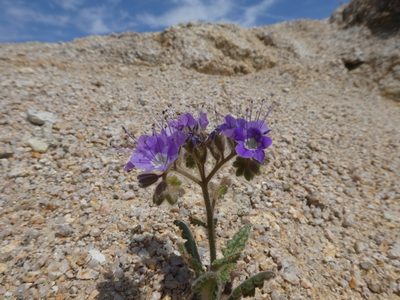 Phacelia crenulata, photographed by datadan