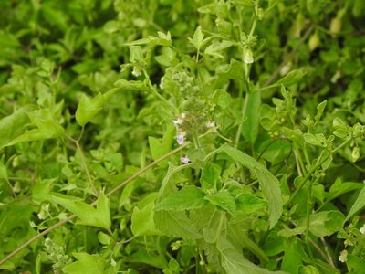 Teucrium vesicarium, photographed by Eduardo Luis Beltrocco