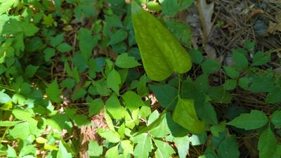 Smilax maritima, photographed by Mike Tilley