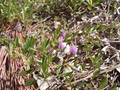 Vicia bithynica, photographed by Josep Gesti