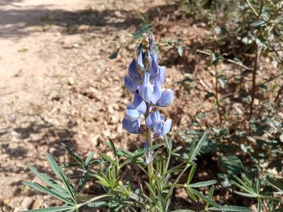 Lupinus angustifolius, photographed by Josep Gesti