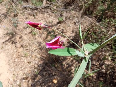 Lathyrus tingitanus, photographed by Josep Gesti