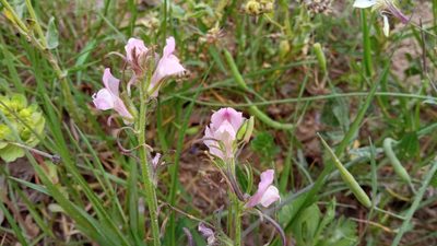 Misopates orontium, photographed by Josep Gesti
